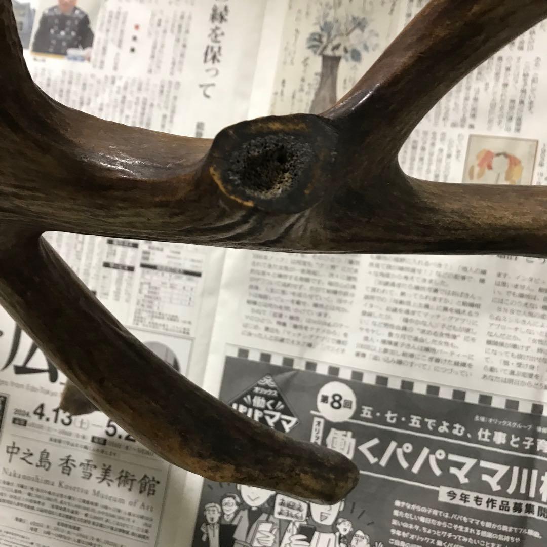 鹿の角　超奇形