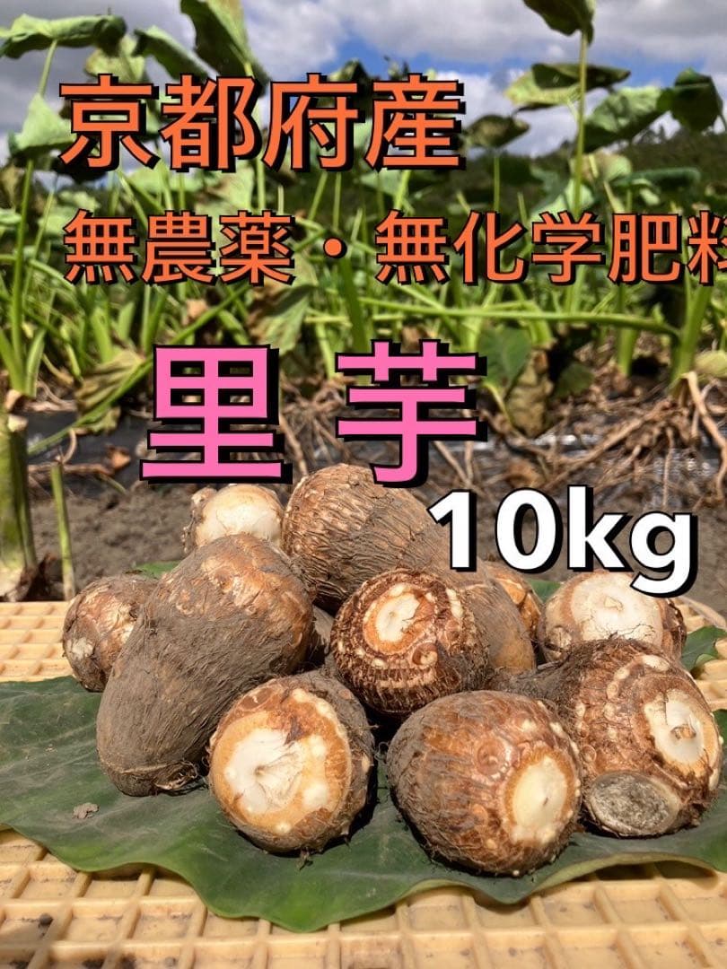 農家直送！かゆくならないと評判の里芋10キロ(無箱込み)無農薬無化学肥料栽培