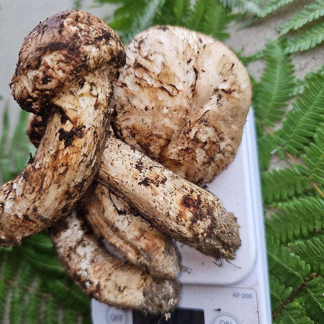 広島県産 松茸 203g