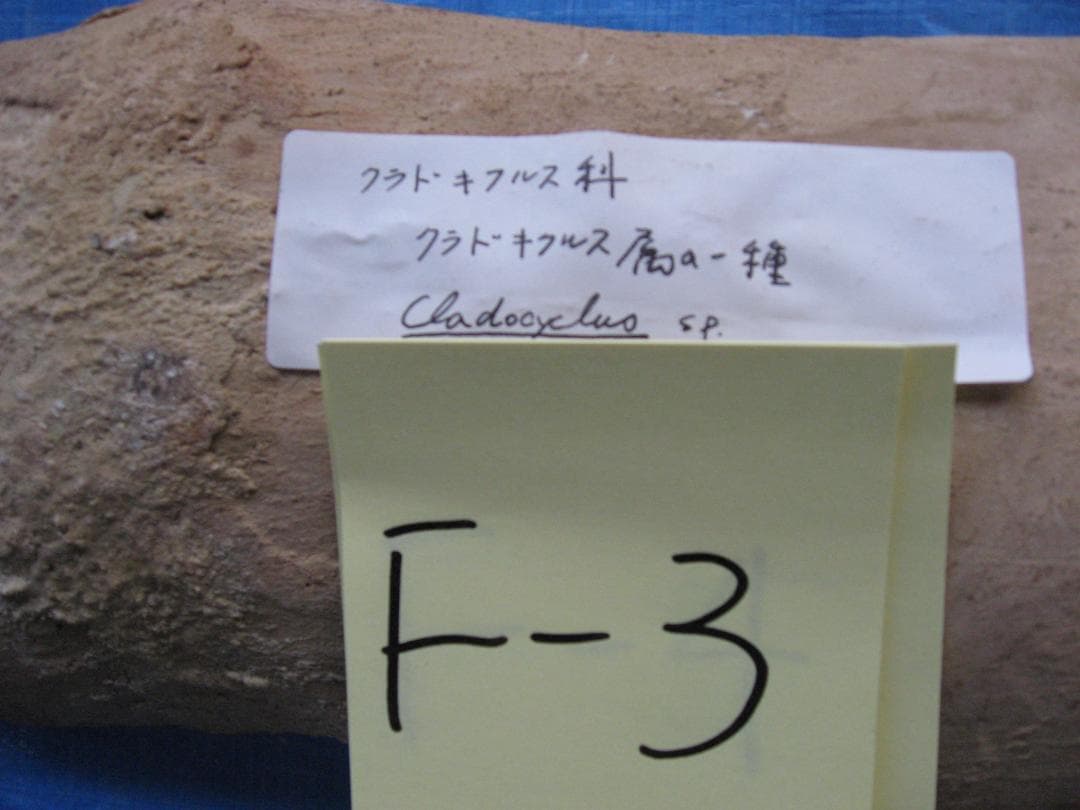 化石　F-3