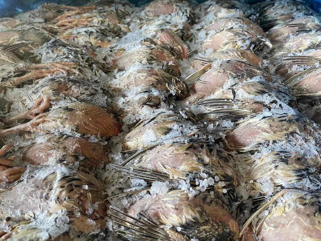 冷凍　親うずら　未処理100羽入　 数量限定