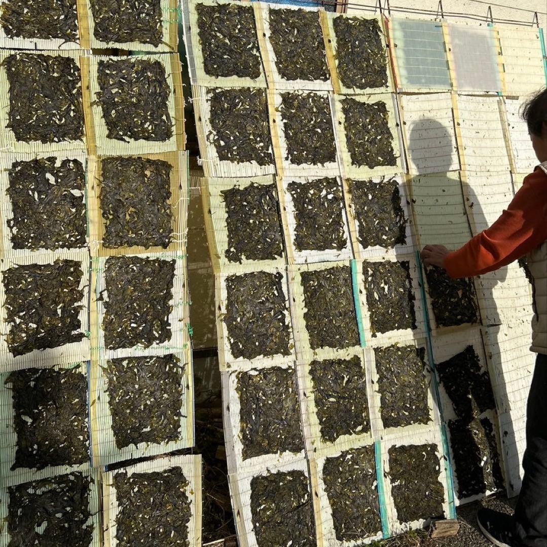 扇3セット(15枚)2025年新物ハバノリ