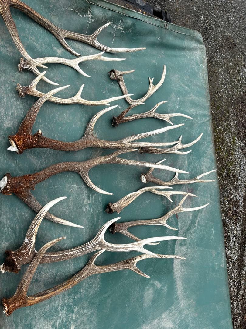 蝦夷鹿　鹿の角 複数セット 自然乾燥済み