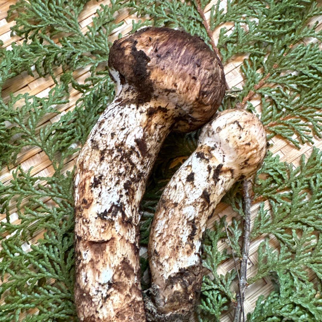 長野県南信州産‼️松茸 大中　2本セット127 g 11/3朝採れ