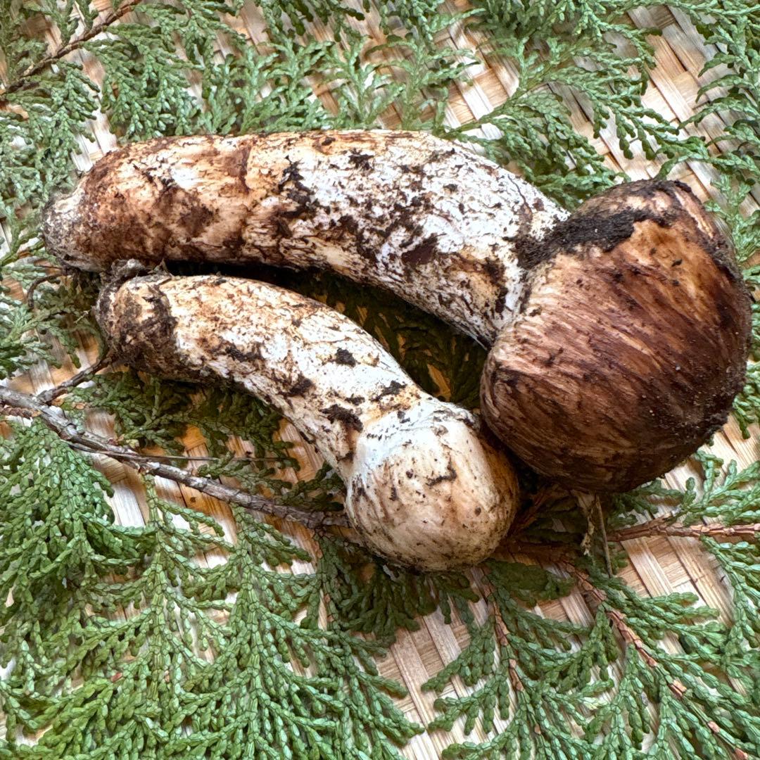 長野県南信州産‼️松茸 大中　2本セット127 g 11/3朝採れ