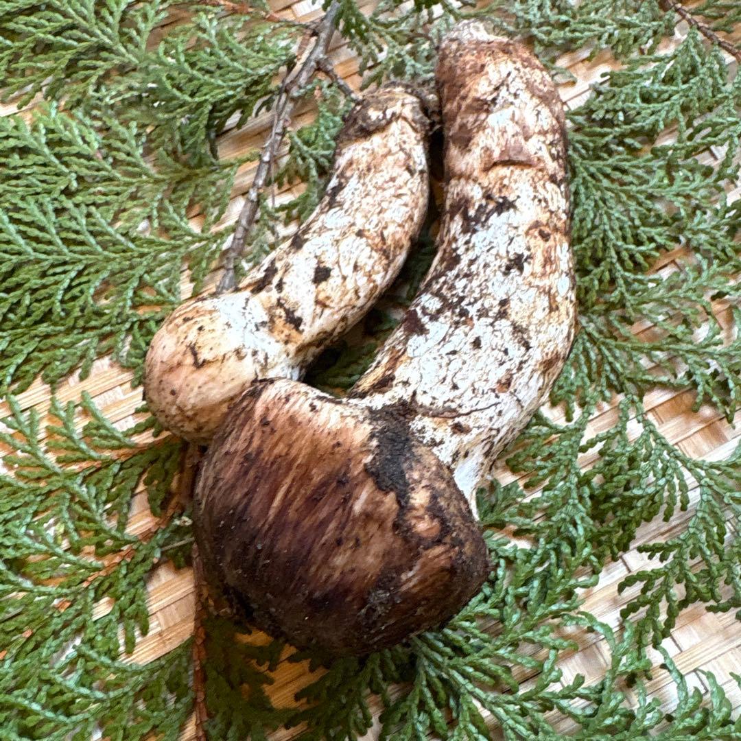 長野県南信州産‼️松茸 大中　2本セット127 g 11/3朝採れ