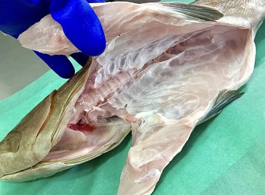 高級魚　クエ　アラ　　長崎県　対馬産　2.5kg 前後　丸ごと1匹　内臓除去