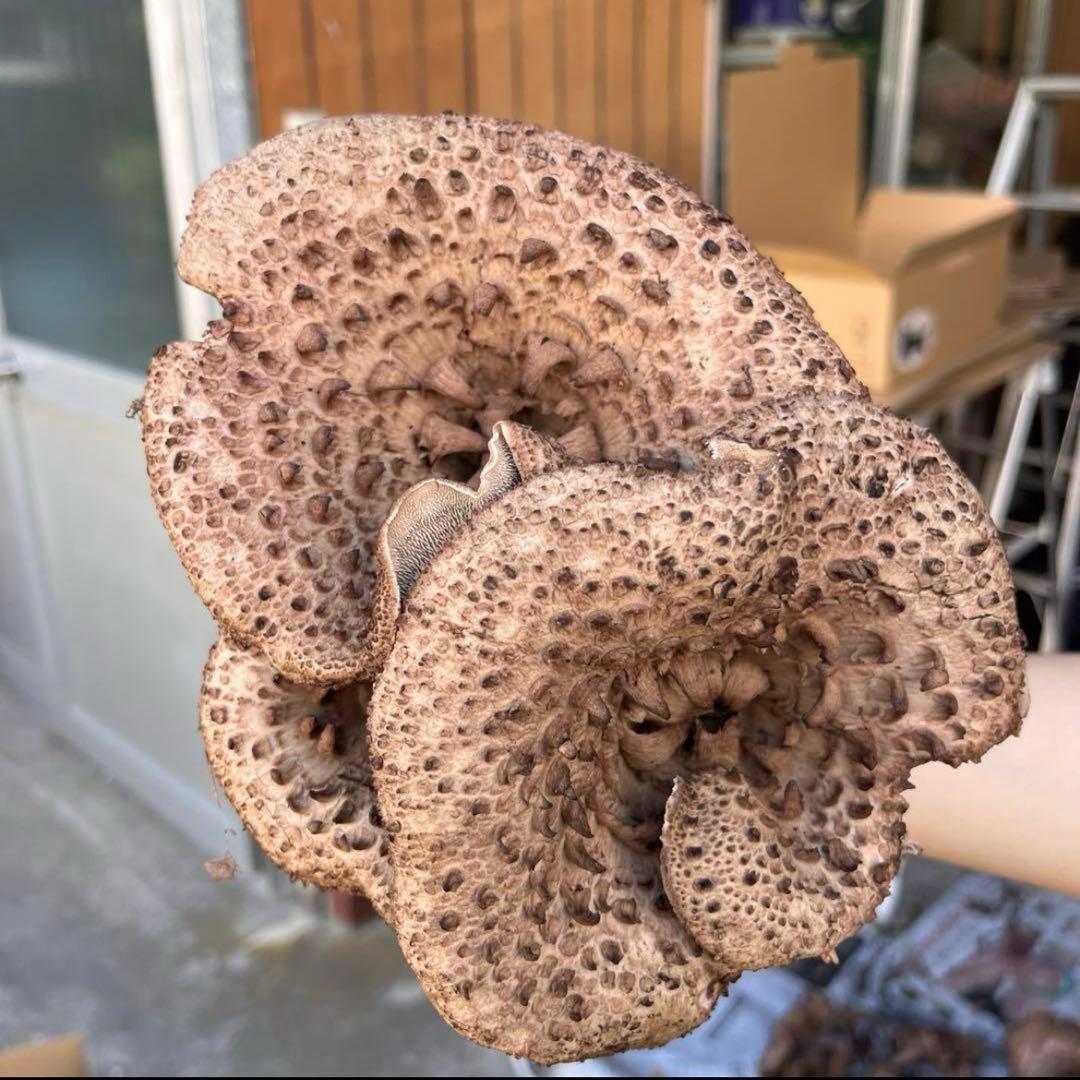 天然香茸‼️広島産　1.5kg 10月12日採りたて　コウタケ　香茸　松茸③