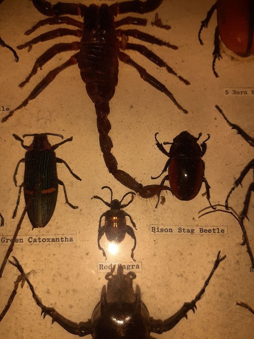 虫標本　ヘラクレスカブトムシ　スコーピオン　etc