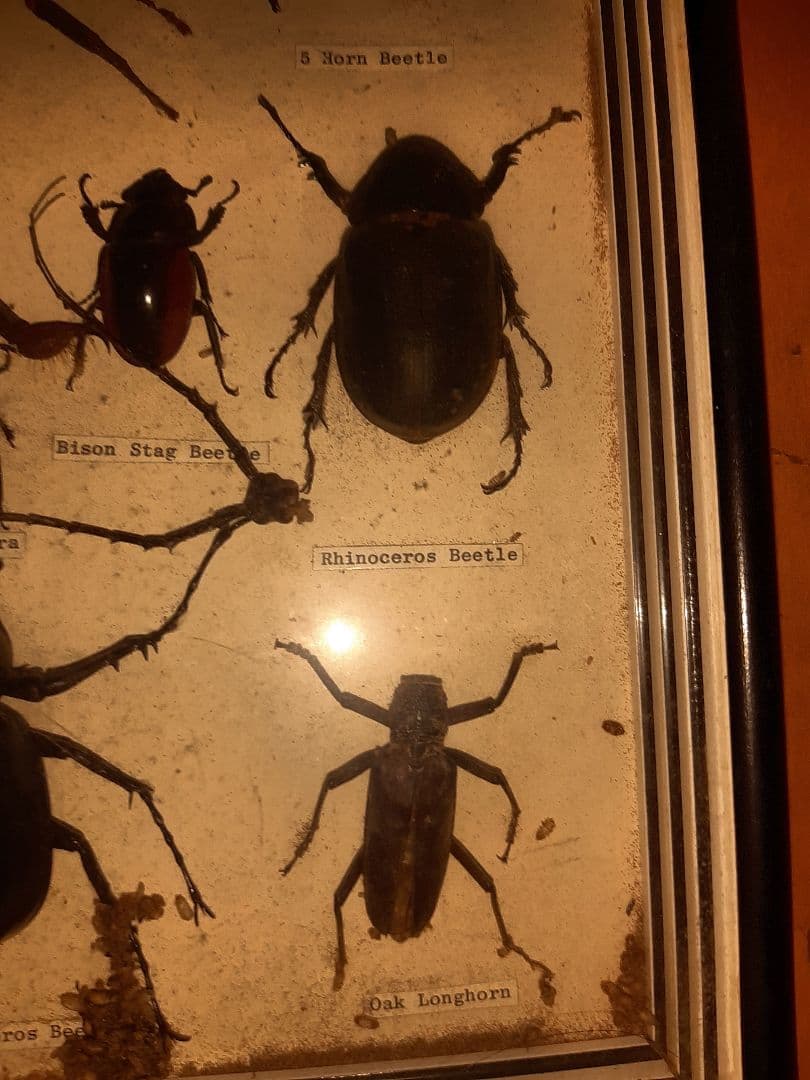 虫標本　ヘラクレスカブトムシ　スコーピオン　etc
