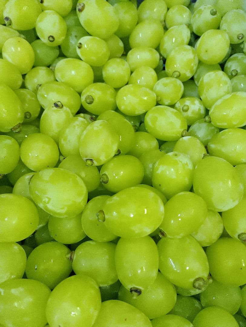 シヤインマスカット大粒グリーン多め入り３キロ粒パック入りになります。