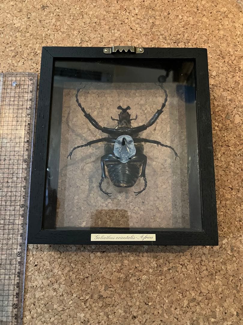 標本/ゴライアスオオツノハナムグリ/ゴライアスオリエンタリス/フィギュア付