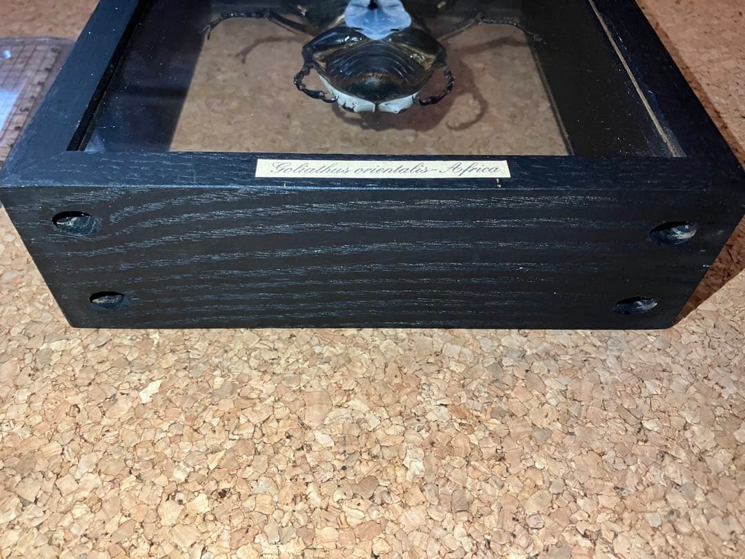 標本/ゴライアスオオツノハナムグリ/ゴライアスオリエンタリス/フィギュア付