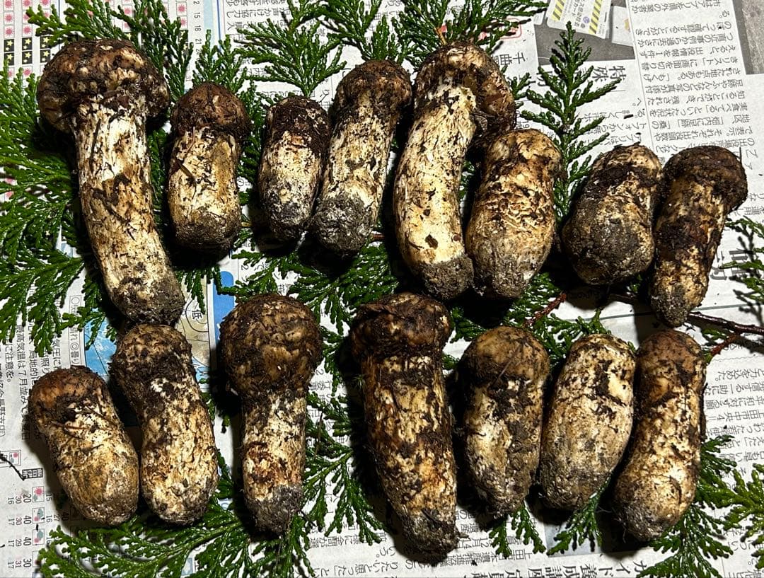 ☆信州産松茸☆ツボミの最高級冷凍松茸220グラム☆まつたけ☆国産松茸☆④☆