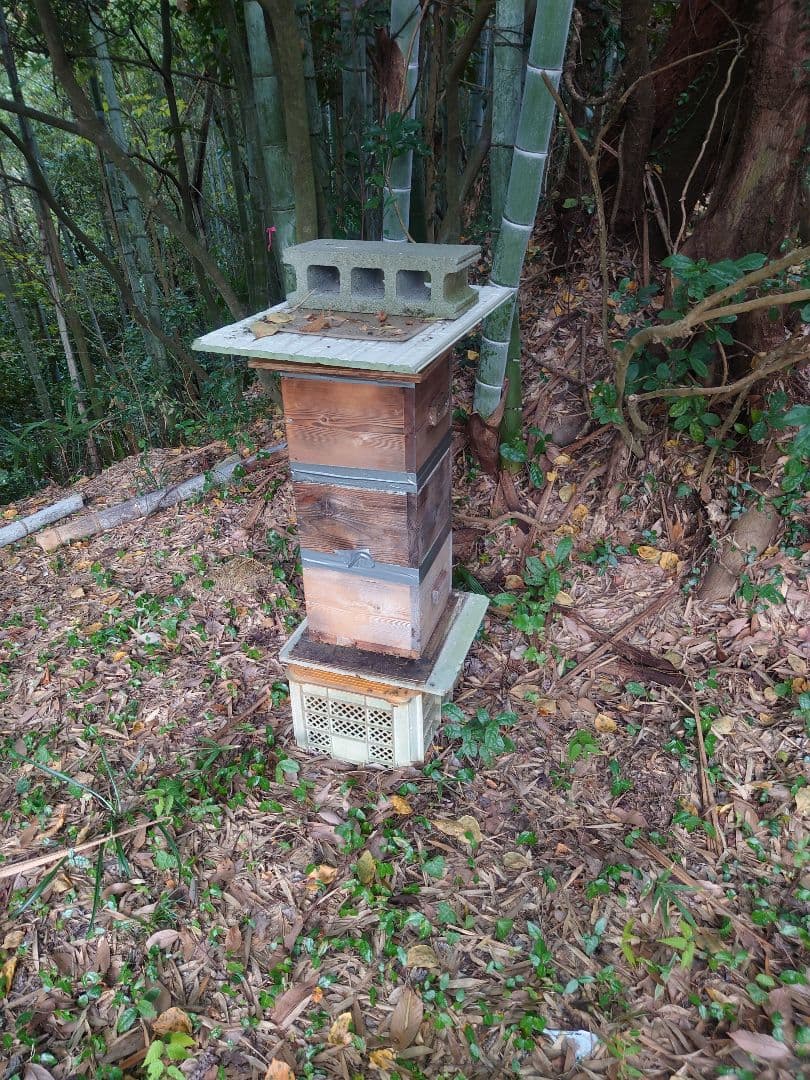 天然熟成2年　希少　日本ミツバチ 国産天然はちみつ100%600g(J1Y2箱)