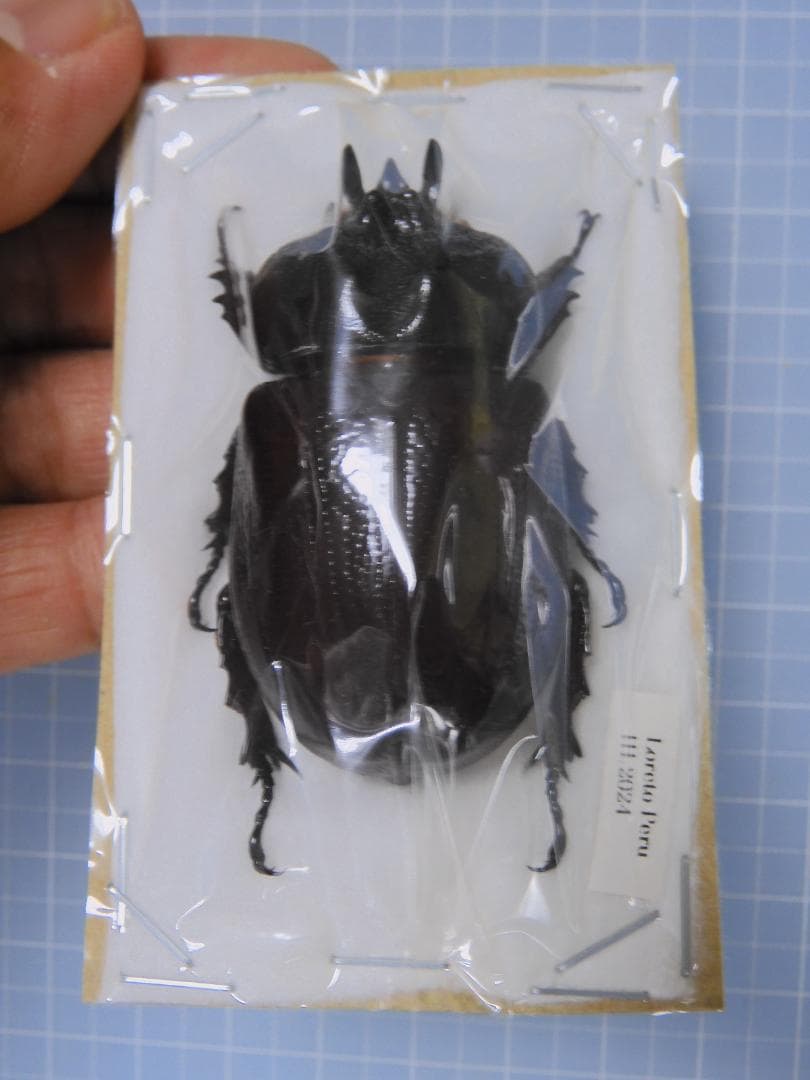 標本 Peru Homophileurus waldenfelsi 51mm