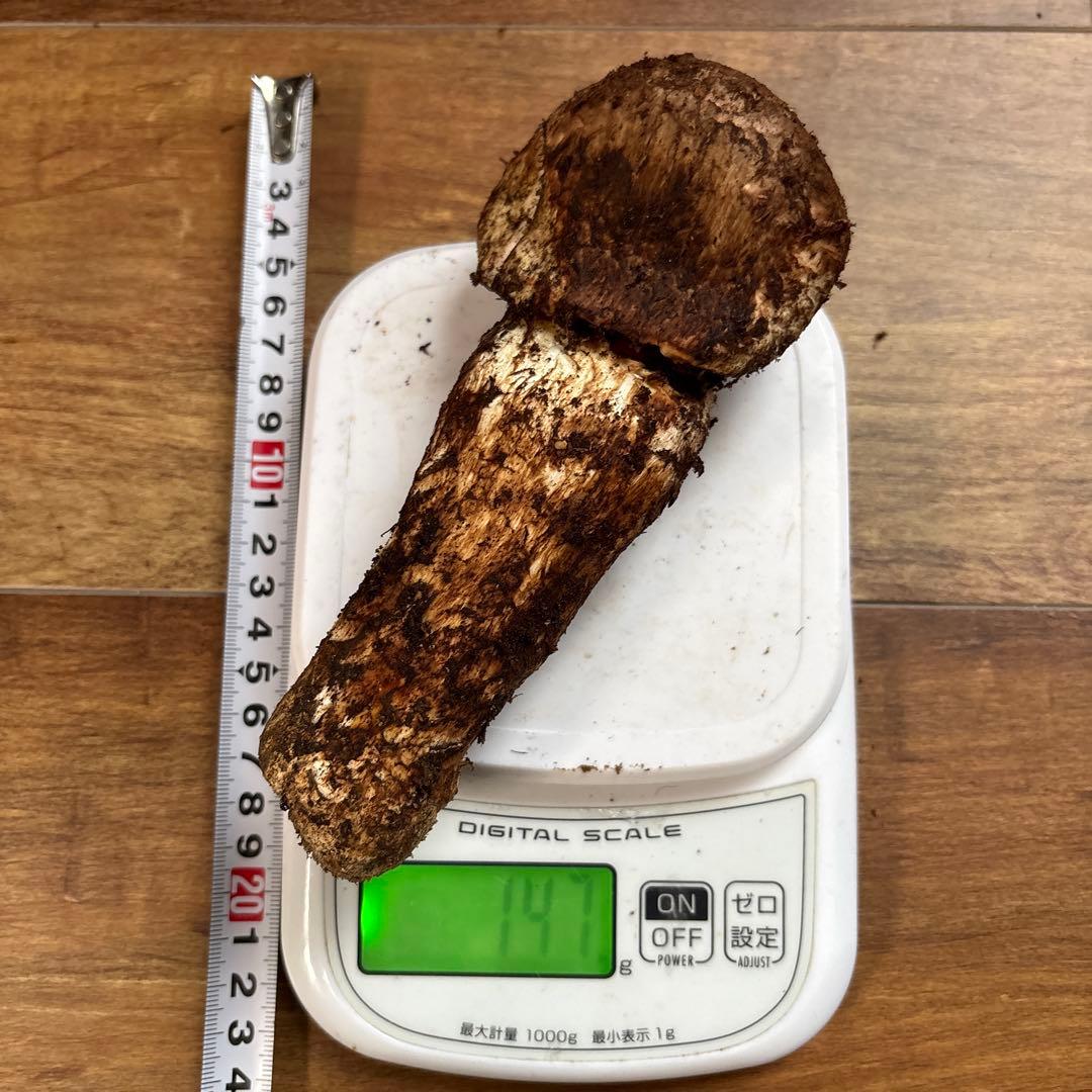 年内ラスト‼️長野県南信州産‼️松茸 147g 11/14朝採れ
