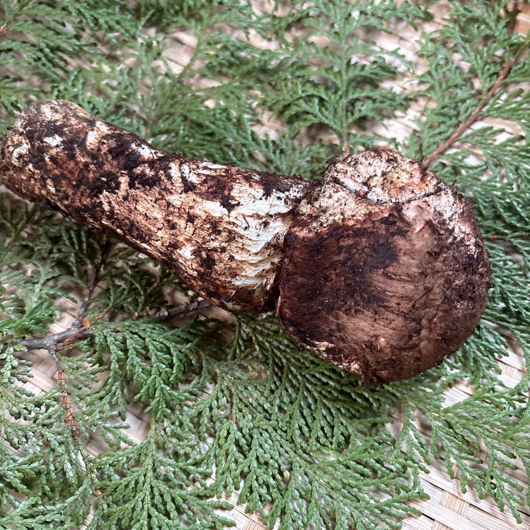 年内ラスト‼️長野県南信州産‼️松茸 147g 11/14朝採れ