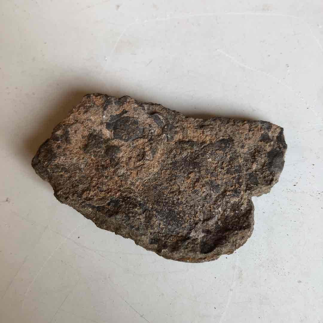 三葉虫化石　モロッコ産　現在輸出禁止になりました