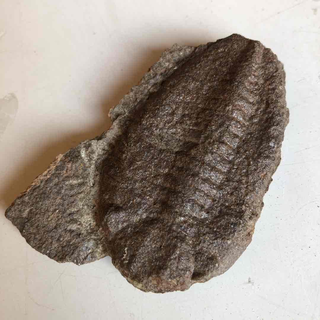 三葉虫化石　モロッコ産　現在輸出禁止になりました