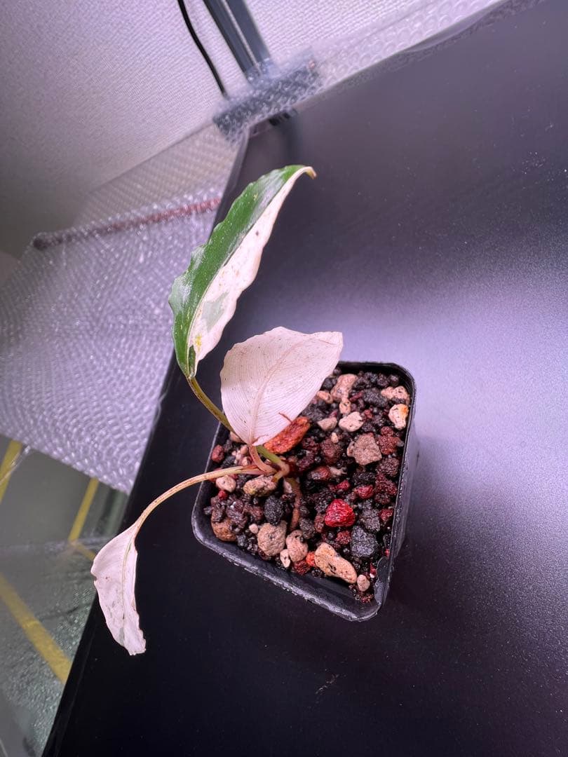 C*❗様 セファランドラ（斑入り株）Bucephalandra Pipto