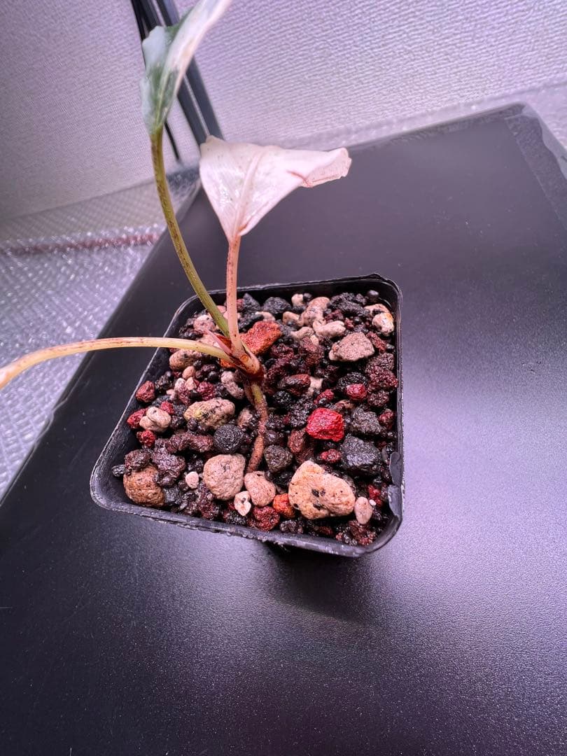 C*❗様 セファランドラ（斑入り株）Bucephalandra Pipto