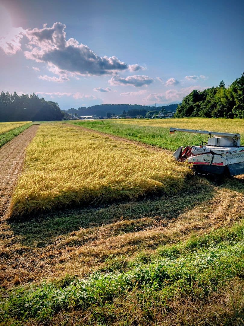 令和7年 新米！精米無料！玄米20キロ 栃木県大田原 黒羽産コシヒカリ 20㎏