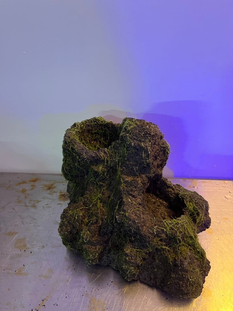 ADA 雲山石XLとLの２個セット