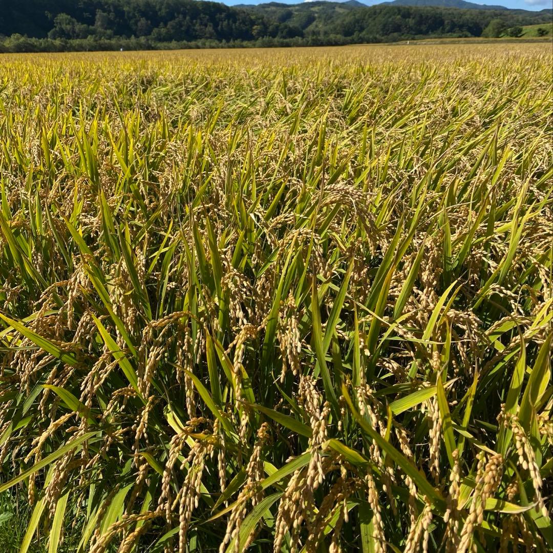 農家直送北海道産ゆめぴりか10kg白米