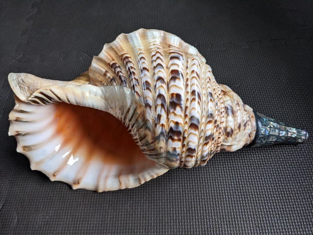 修験法螺貝　43cm　※購入前コメント必須