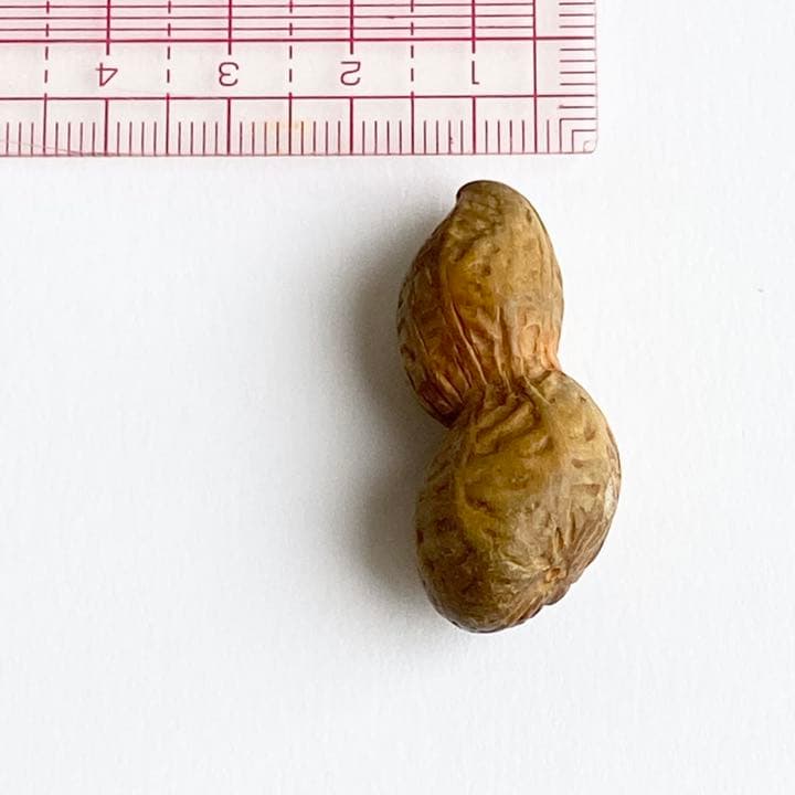 伊勢根付・『落花生』朝熊黄楊・『正昭』在銘・提げ物