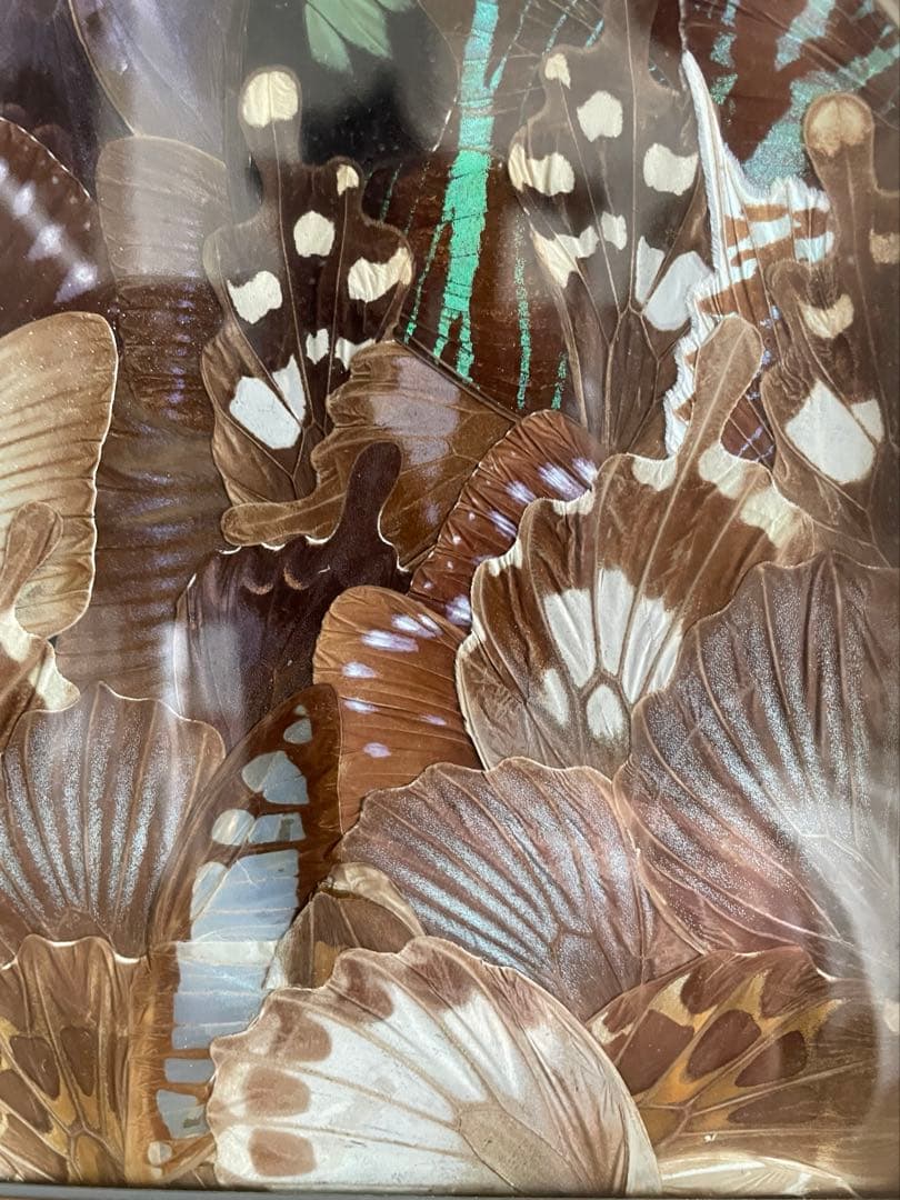 蝶絵画　蝶の羽　羽根細工　バタフライアート