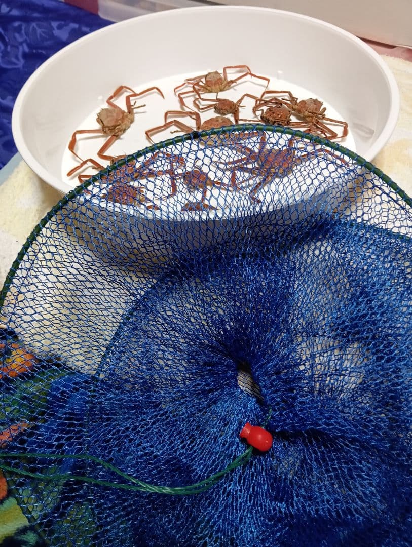 確認用稀少レア武士蟹平家怨霊リアル人面サムライガニ瀬戸内海産立体標本コレクション