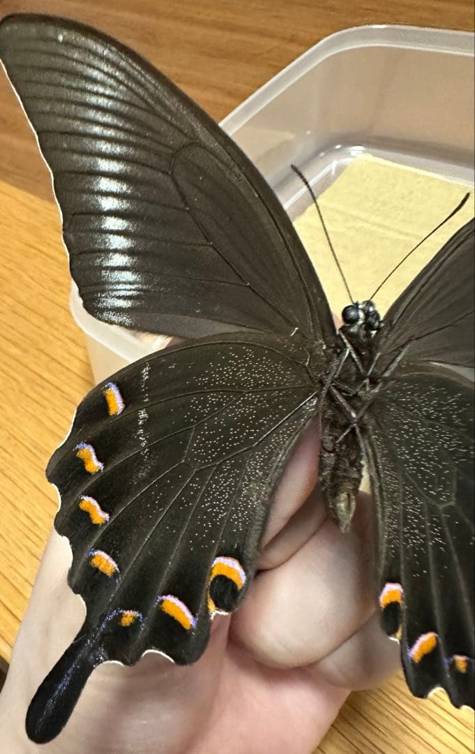 ミヤマカラスアゲハ　標本　採取品