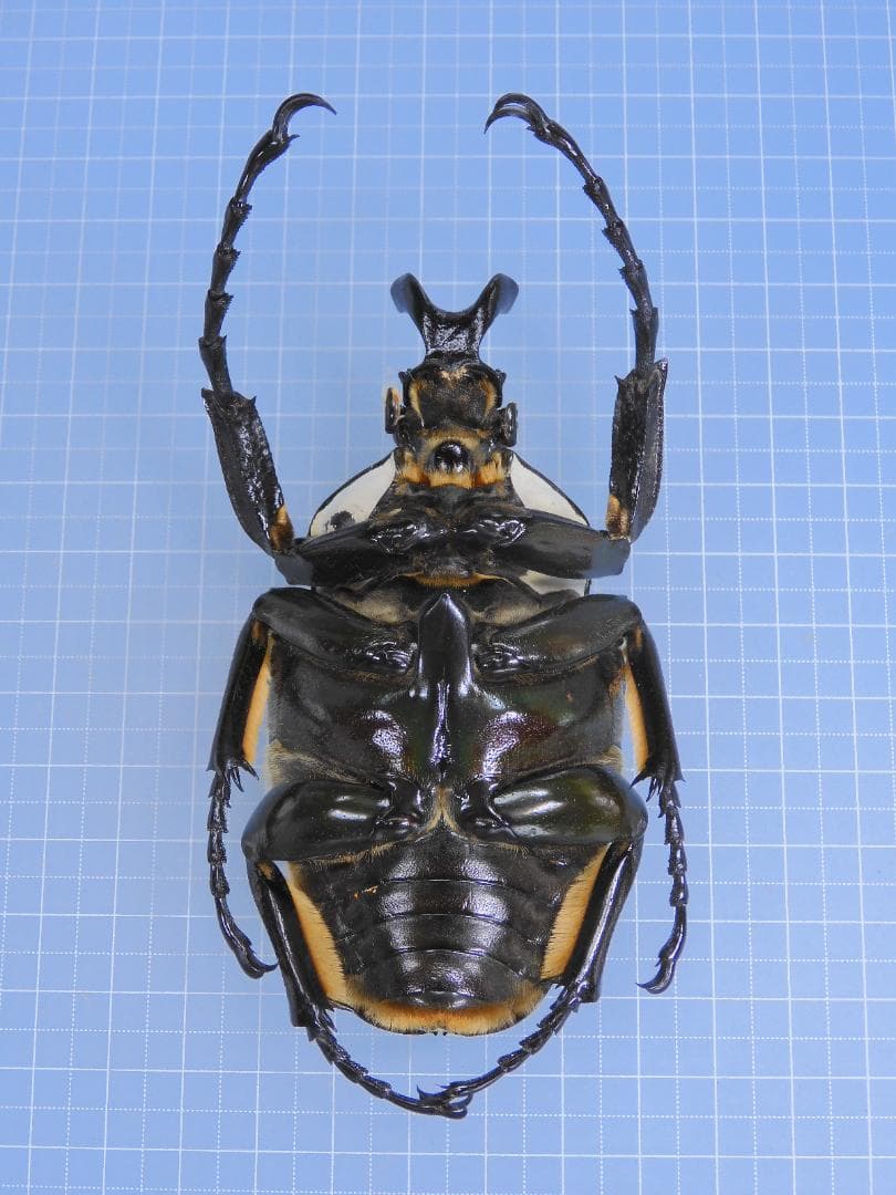 標本 Goliathus giliatus 94mm