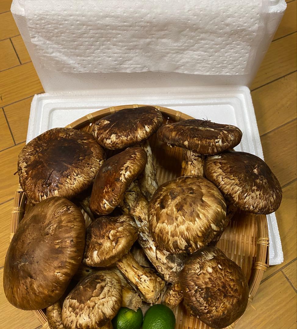 中国産 松茸 約5kg まつたけ マツタケ