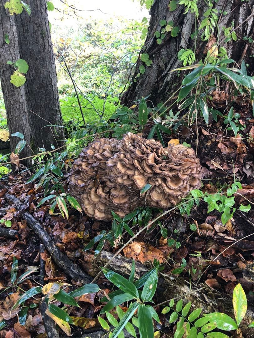 最終　新鮮な山の舞茸　まいたけ　マイタケ　本日のみ2.7kg