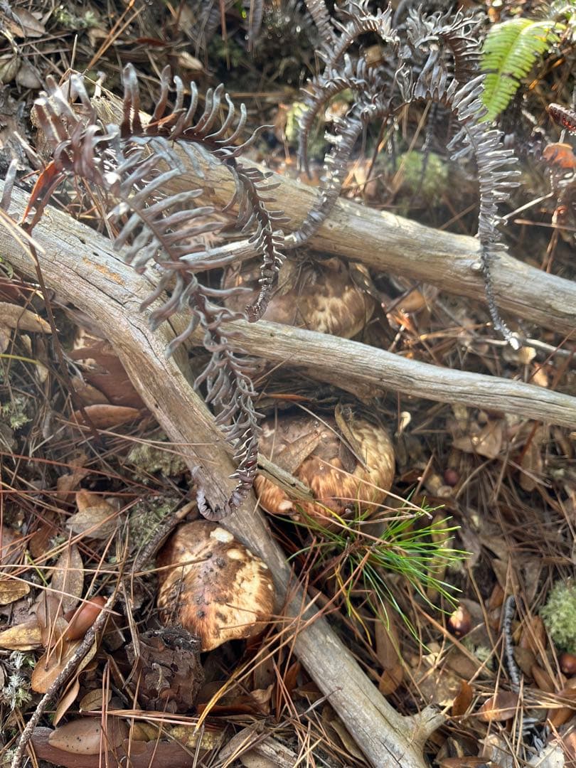 【大阪泉州産】天然松茸　採れたて開き良品2本200g 香り最高♪