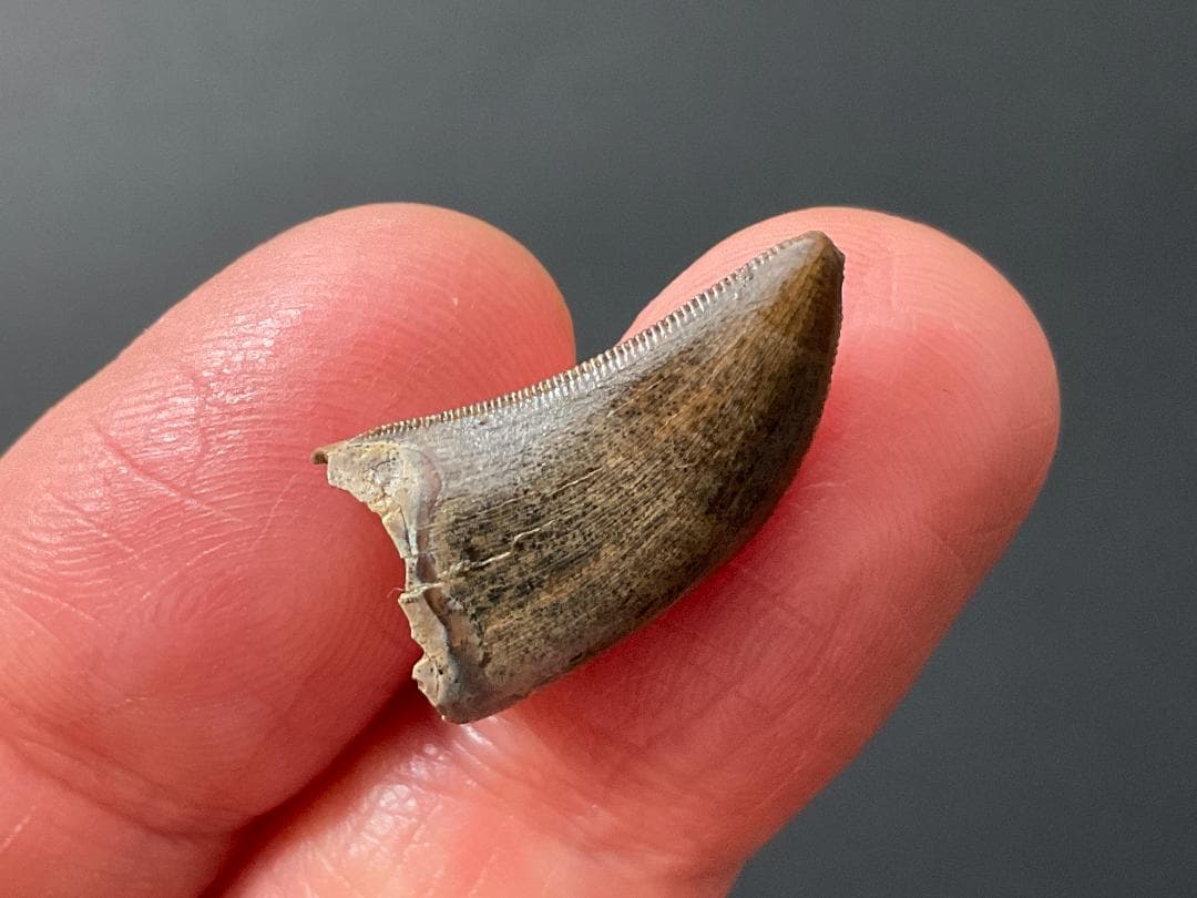 化石 ティラノサウルス 歯 [DS409] 恐竜 希少 レア