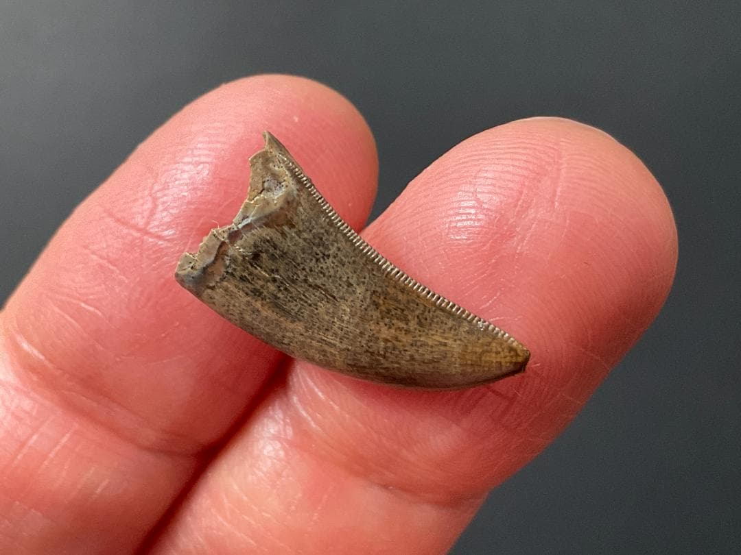 化石 ティラノサウルス 歯 [DS409] 恐竜 希少 レア