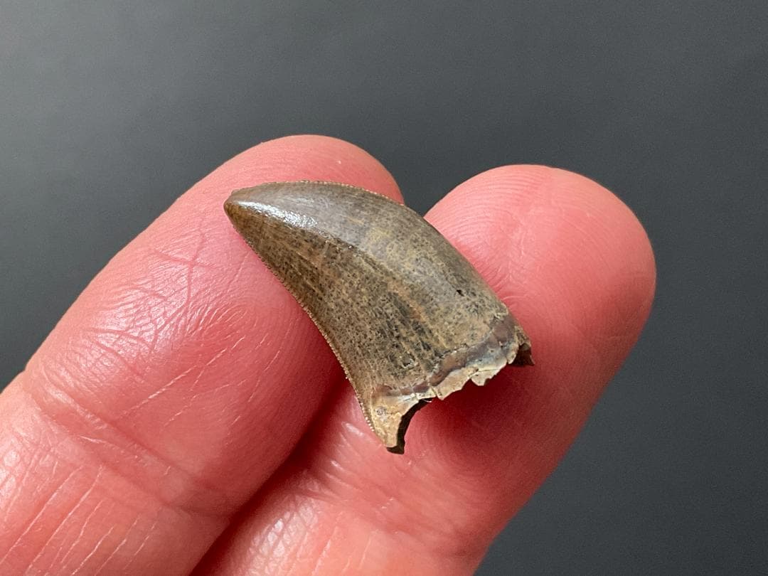 化石 ティラノサウルス 歯 [DS409] 恐竜 希少 レア