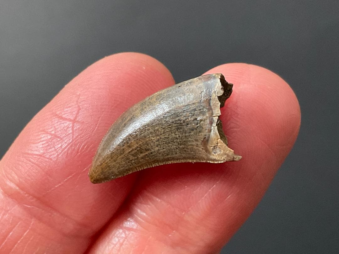 化石 ティラノサウルス 歯 [DS409] 恐竜 希少 レア