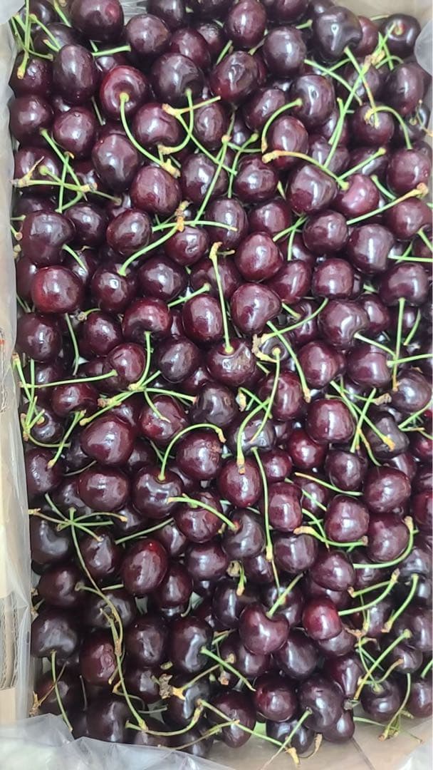 チェリー約2.5キロ前後