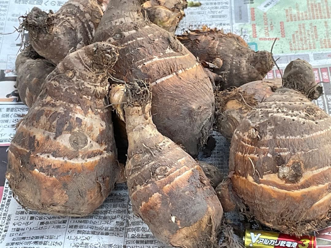 Masakadu Nakamura分　海老芋　12,5kg ④