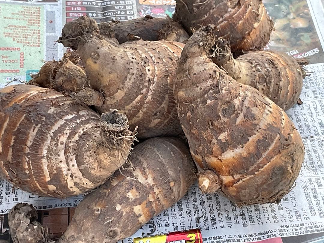Masakadu Nakamura分　海老芋　12,5kg ④