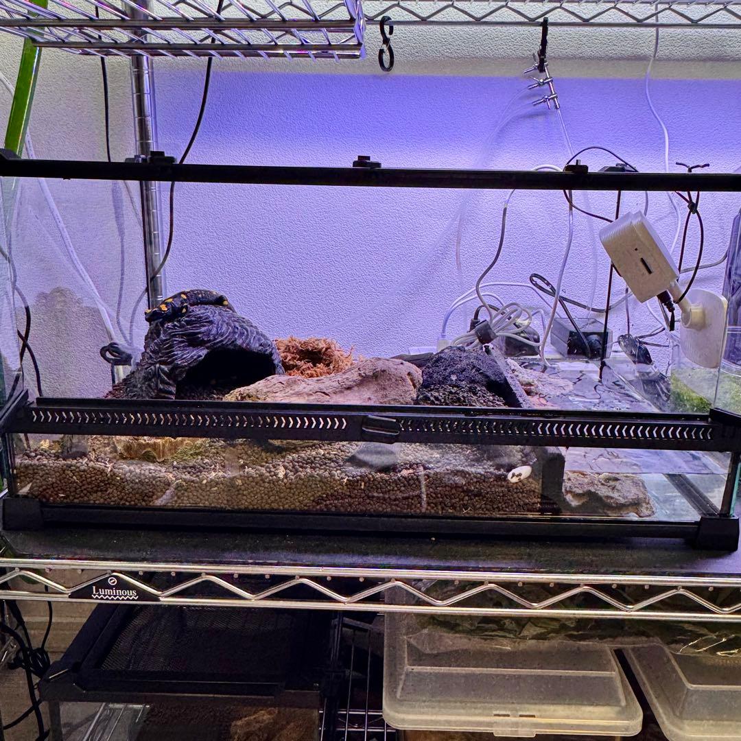 爬虫類　両生類　飼育ケージ　前開き　50×30×25