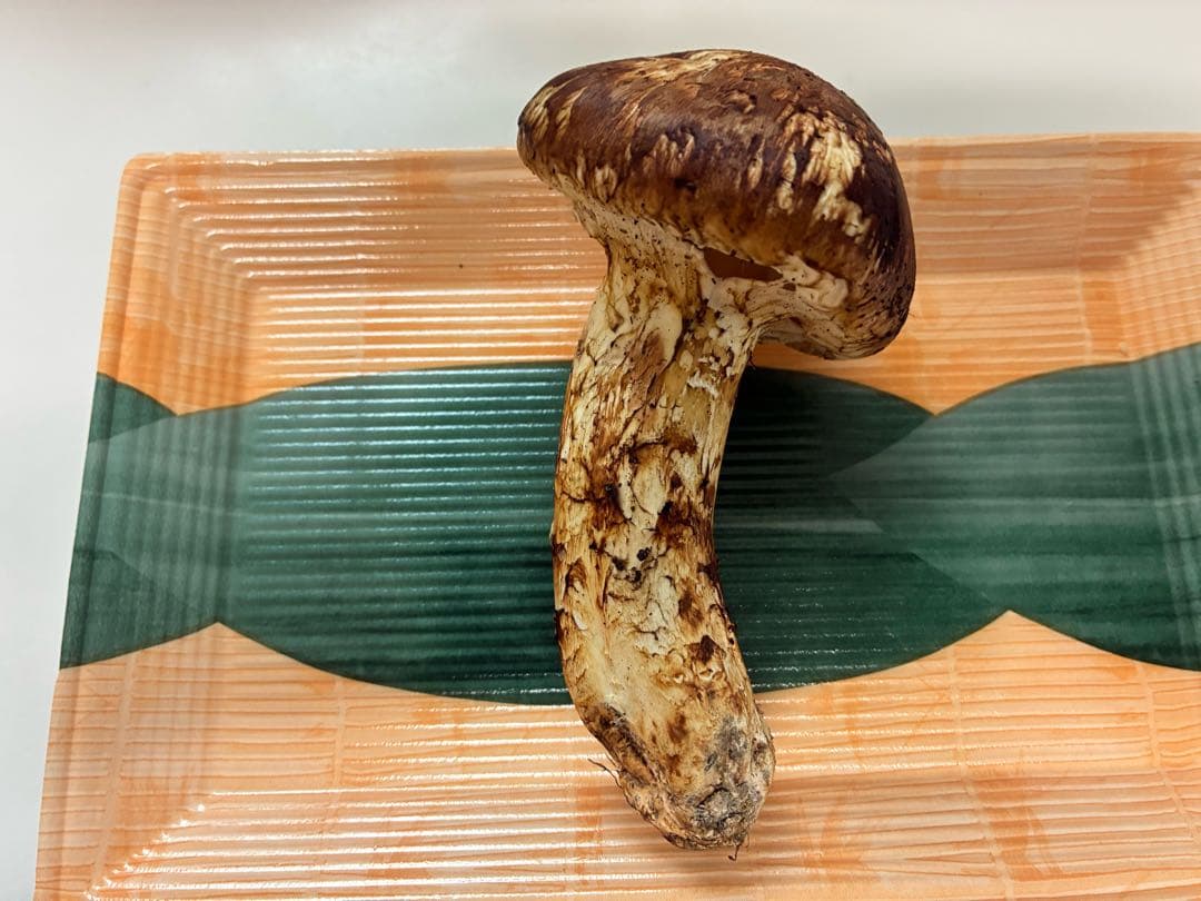 岩手県宮古産　松茸