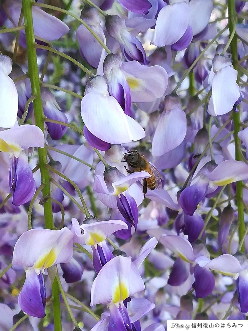 【再】アカシア 百花 1000g 各１本 長野県産 国産蜂蜜 生蜂蜜 西洋蜜蜂b