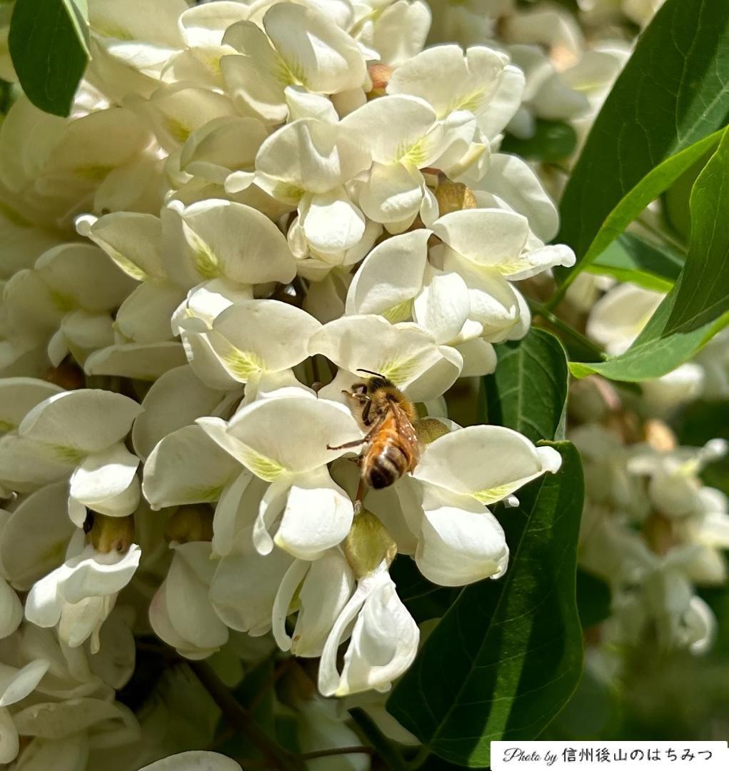 【再】アカシア 百花 1000g 各１本 長野県産 国産蜂蜜 生蜂蜜 西洋蜜蜂b
