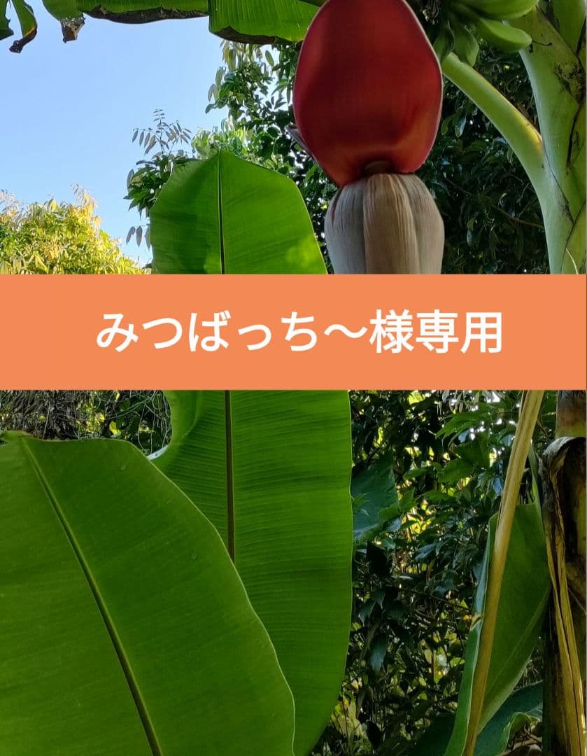 【みつばっち〜】